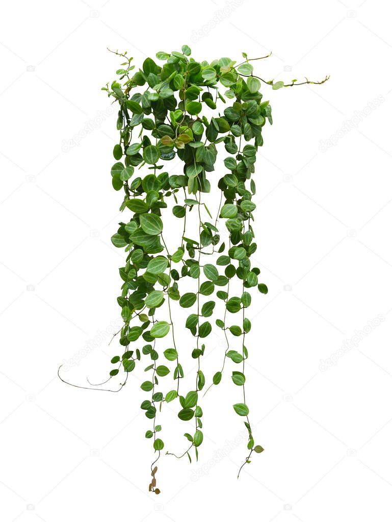 Hanging vine plant succulent leaves of Hoya (Dischidia ovata Benth), indoor houseplant isolated on white background.