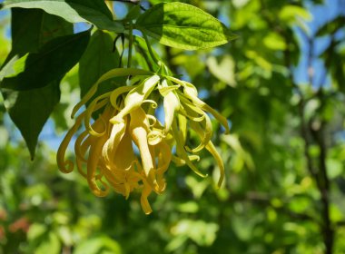 Yeşil yapraklı Cüce Ylang-Ylang çiçeği