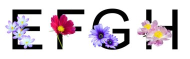 Çiçek font alfabesi e, f, g, gerçek çiçeklerden yapılma. Baharda dekorasyon için flora fontu koleksiyonu, yaz konsepti.