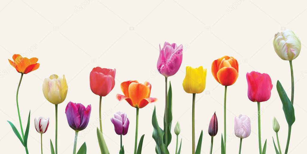 Spring flowers tulips arrangement on light background. Easter or Valentine's day banner design.