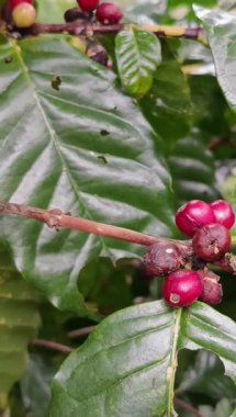 Kahve bitkisinin dalında olgunlaşmış kırmızı kahve kirazları..