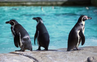 Üç Humboldt pengueni