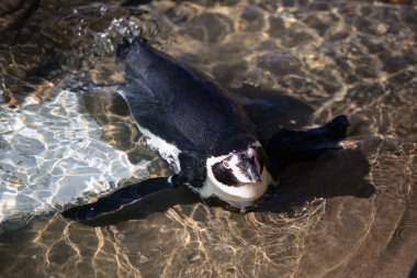 Yalancı Humboldt pengueni