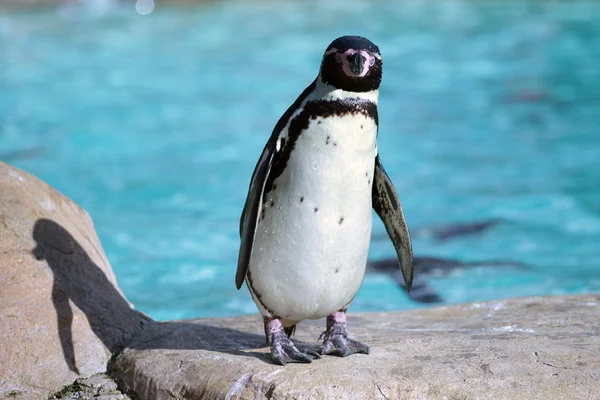 フンボルト ペンギン — ストック写真