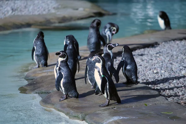 Пингвины Гумбольдта — стоковое фото