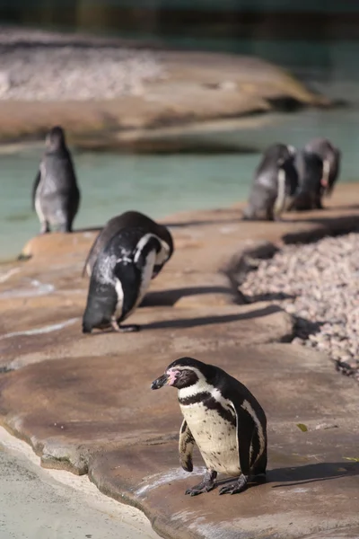 Humboldt Penguins — Stock Photo, Image