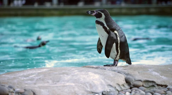 フンボルト ペンギン — ストック写真