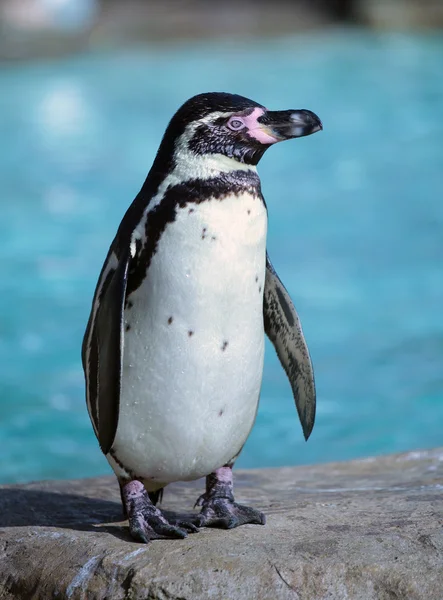 Pingüino de Humboldt Imágenes de stock libres de derechos