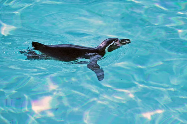 Schwimmender Humboldt-Pinguin lizenzfreie Stockbilder