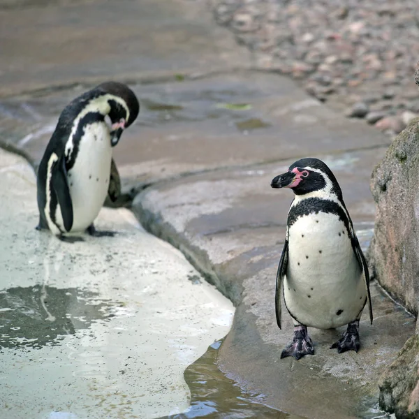 Pingüinos de Humboldt Fotos de stock libres de derechos