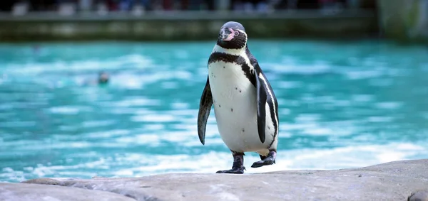 Humboldt-Pinguin Stockbild