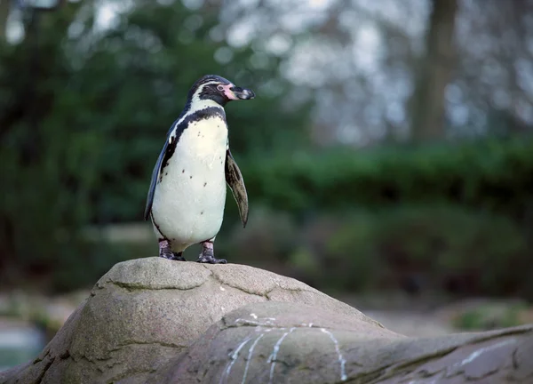 Pingüino de Humboldt Fotos de stock