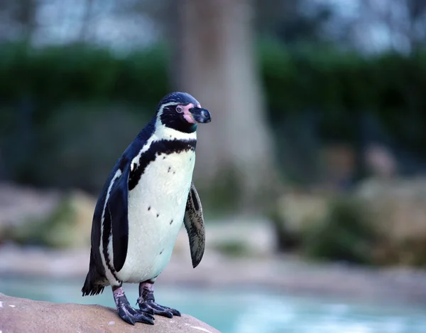Humboldt-Pinguin Stockbild