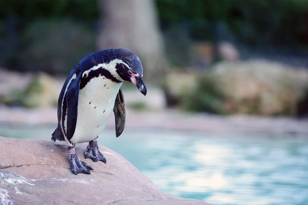 Humboldt-Pinguin Stockbild