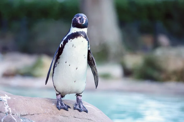 フンボルト ペンギン ロイヤリティフリーのストック写真