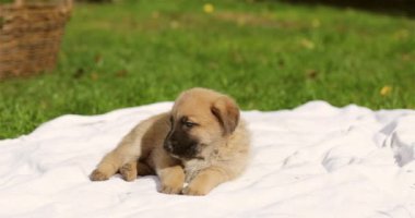 Alman çoban köpeği beyaz kapakta sürünüyor..