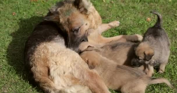 Empat anjing Shepherd Jerman mengisap payudara ibu. — Stok Video