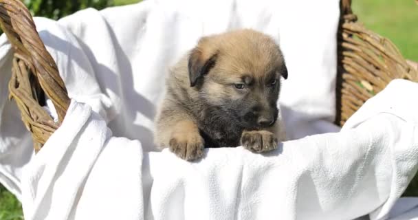 Der Schäferhund-Welpe in einem Körbchen im Freien. Maulkorb aus nächster Nähe. — Stockvideo