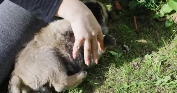 Frauen streicheln Schäferhund-Welpe, der im Gras liegt. — Stockvideo