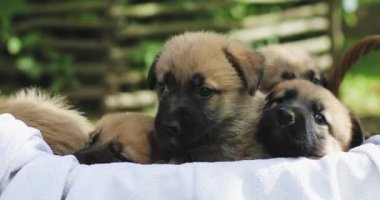 Dışarıda bir sepetin içinde beş Alman çoban köpeği..