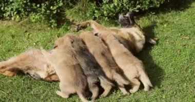 Alman çoban köpeği dört yavruyu beslemeye çalıştı. 