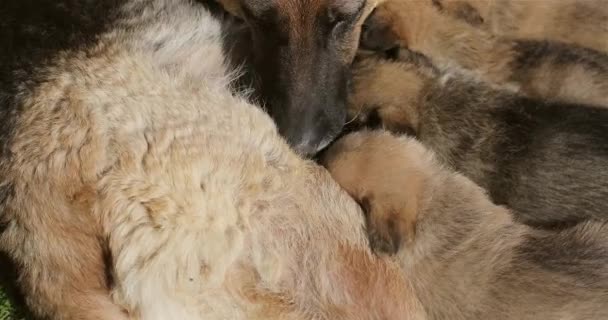Четыре щенка немецкой овчарки сосут груди матерей. — стоковое видео