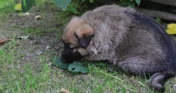 El cachorro pastor alemán arrastrándose sobre la hierba y comiendo hojas. — Vídeos de Stock