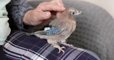 Evdeki kadınların kucağında oturan güzel Jay..