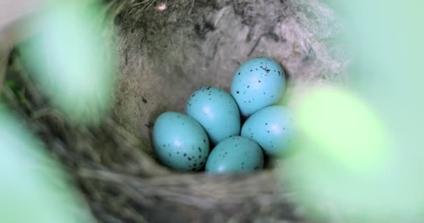 Five small eggs are in the nest. — Stock Video