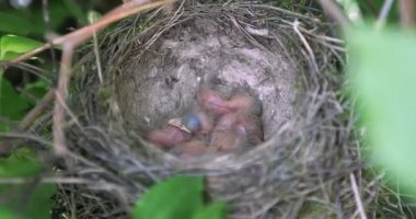 Minik ardıç kuşu yuvada yatıyor. 