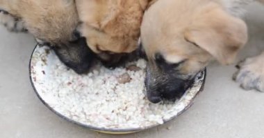 Yavrular, çobanın haçı, kaseden yulaf lapası yiyin.. 