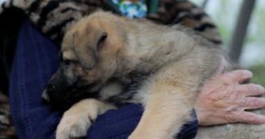 Kırışıklıkları olan yaşlı eller küçük bir köpeği okşuyor..