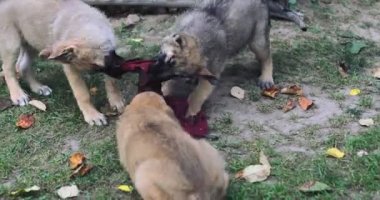 Şirin yavrular dışarıda oynuyorlar.. 