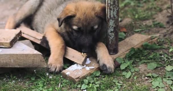 A cute puppy gnaws a wooden stick. — Stock Video