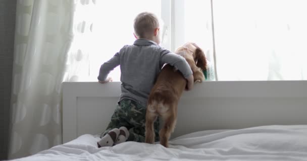 Menino com cão olhando para a janela durante a quarentena. — Vídeo de Stock