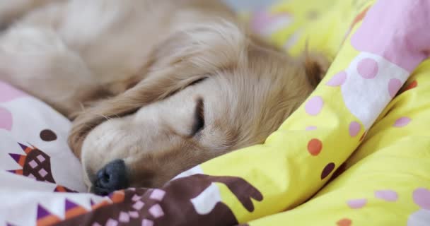 English cocker spaniel sleeping on the bed. — Stock Video