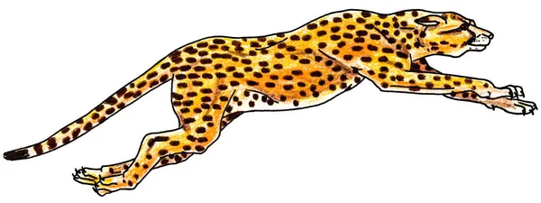 Portrayal Färgglad Leopard Hoppar Vit Bakgrund Ritning Färgpennor — Stockfoto