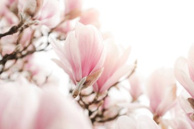 Baharda manolya çiçekleri