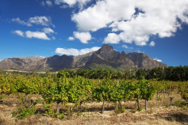 Batı Burnu, Güney Afrika 'daki şarap yolu boyunca güzel bir üzüm bağı. Arkaplanda dağlar.
