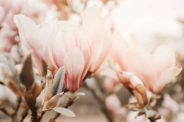 Magnolia Flor Con Luz Fondo Imagen Atmosférica Imagen de archivo