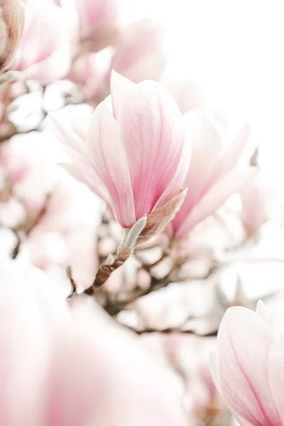 Imagen Atmosférica Las Flores Magnolia Primavera Imágenes de stock libres de derechos