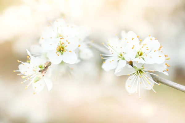 Flores Florecientes Del Arbusto Blackthorn Fotos de stock