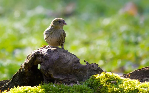 Throstle (Turdus philomelos)