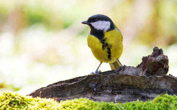 büyük baştankara (parus büyük)
