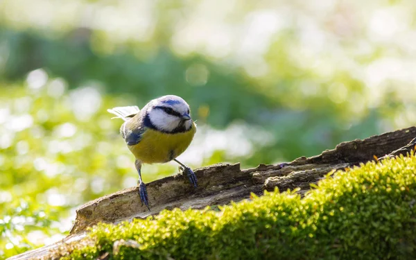 Mavi baştankara (Cyanistes Caeruleus)
