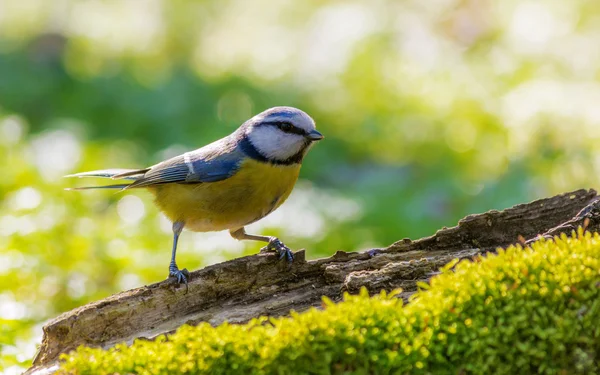 Mavi baştankara (Cyanistes Caeruleus)