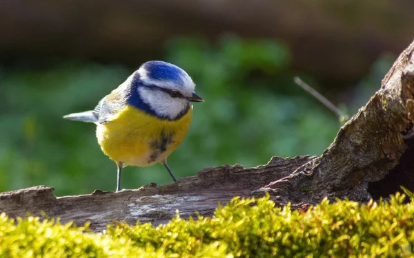 Mavi baştankara (Cyanistes Caeruleus)