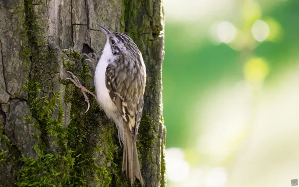 Bozkır Tırmaşık kuşugiller (Certhia brachydactyla)