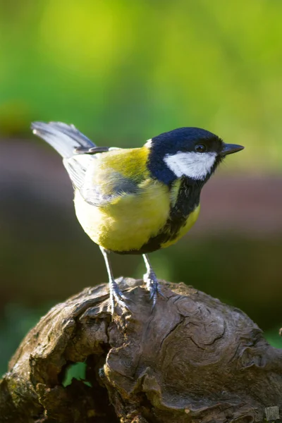 büyük baştankara (parus büyük)