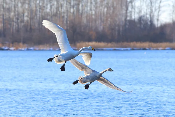 Cisnes en vuelo — Foto de Stock
